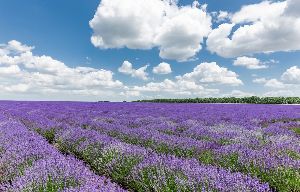 EXCURSIE 1 ZI IUBIRE CU PARFUM DE LAVANDA