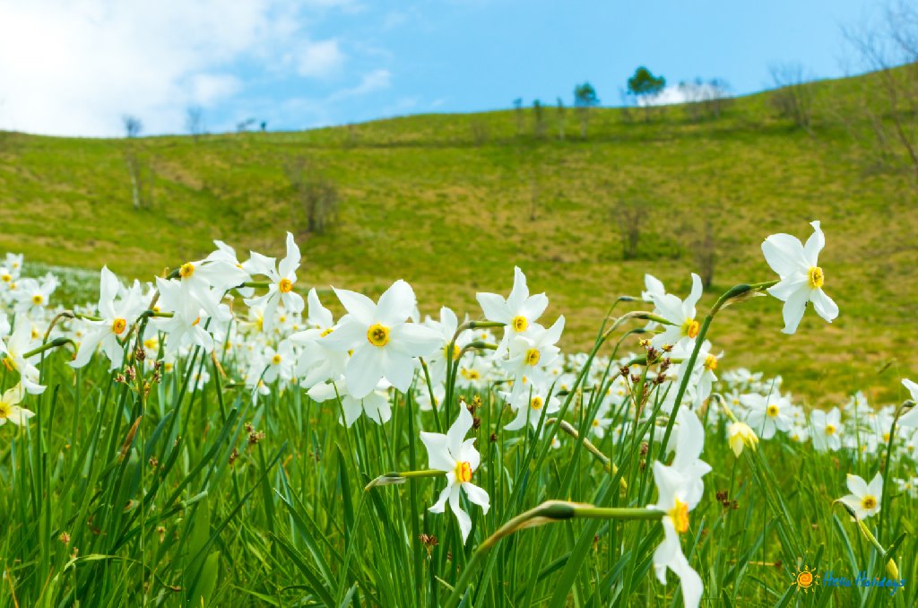 EXCURSIE 1 ZI POIANA CU NARCISE - CETATEA FAGARAS - SINCA VECHE