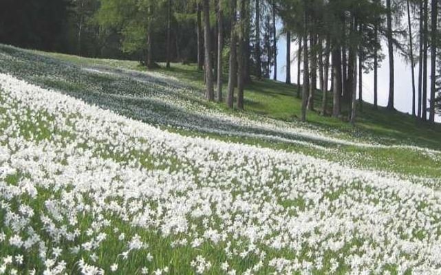 EXCURSIE 1 ZI POIANA CU NARCISE NEGRASI  OFERTA SPECIALA